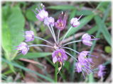 ラッキョウの花