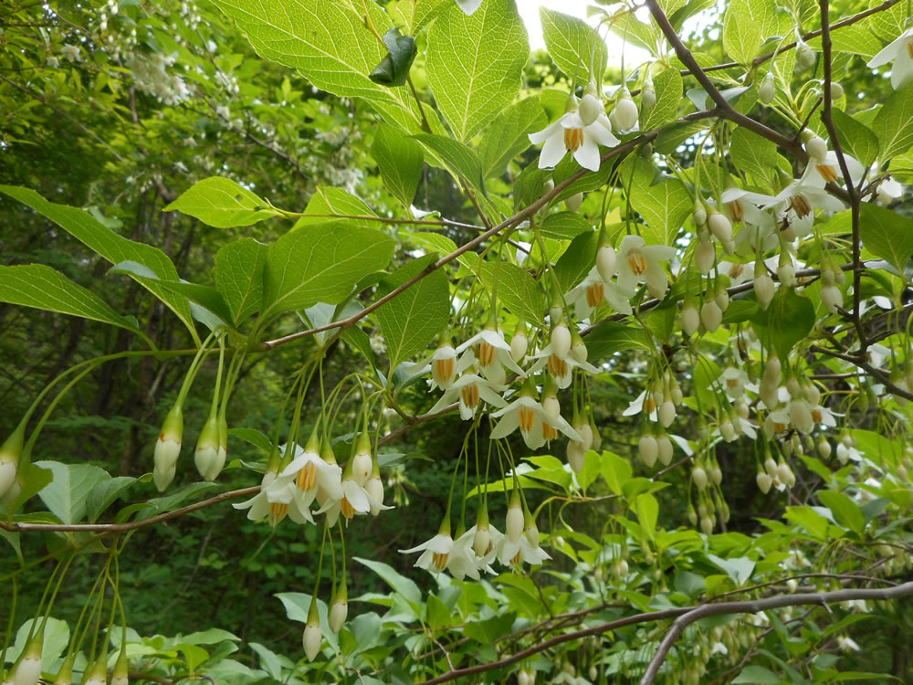エゴノキ ツクシヤブウツギ 木の花続々開花 不思議と感動いっぱいの自然