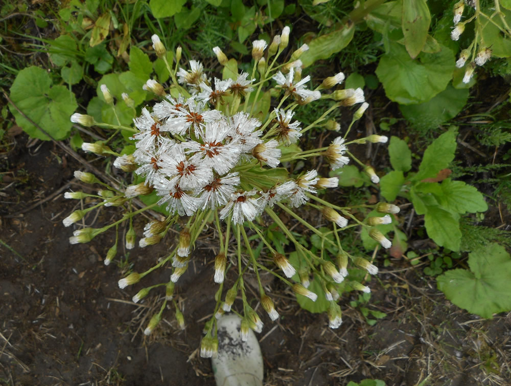 花のような フキ の種 雨の 花の森 5月 不思議と感動いっぱいの自然