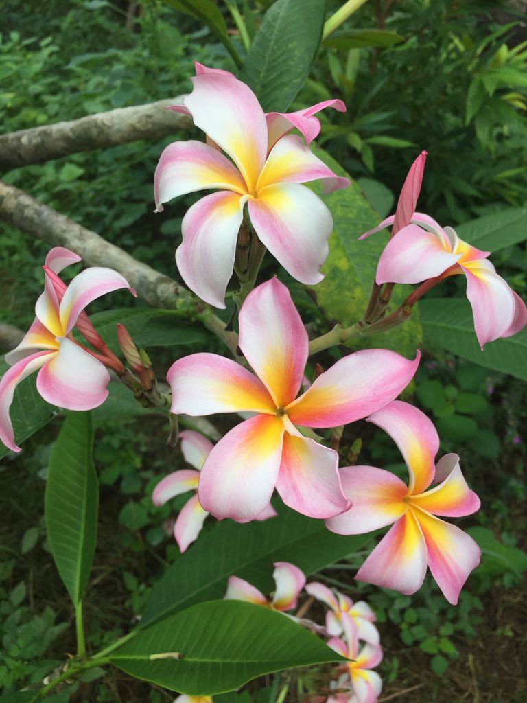 ジュプンの花 安田冴のガッツリ バリ舞踊 ジュプンの花 安田冴のガッツリ バリ舞踊
