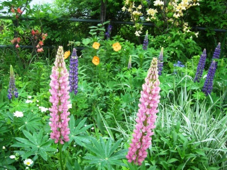 今日の一花 12 ルピナス ノボリフジ 今日の一花は我が家のお庭のお花を紹介しています Active Life Press