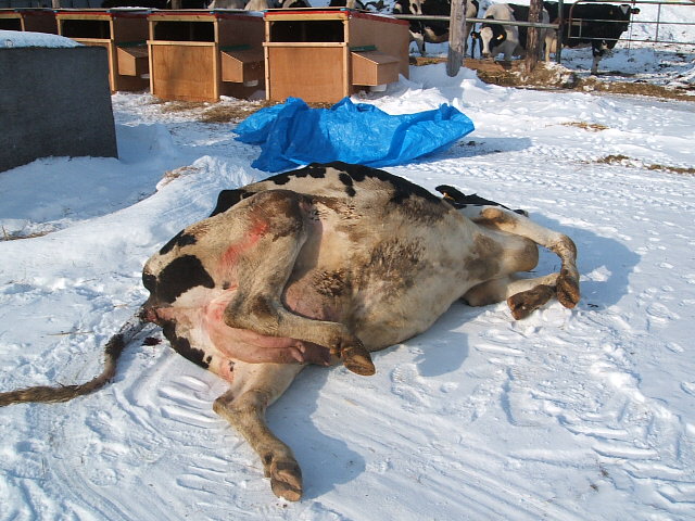 佐伯農場の２００６年５大ニュース 佐伯農場