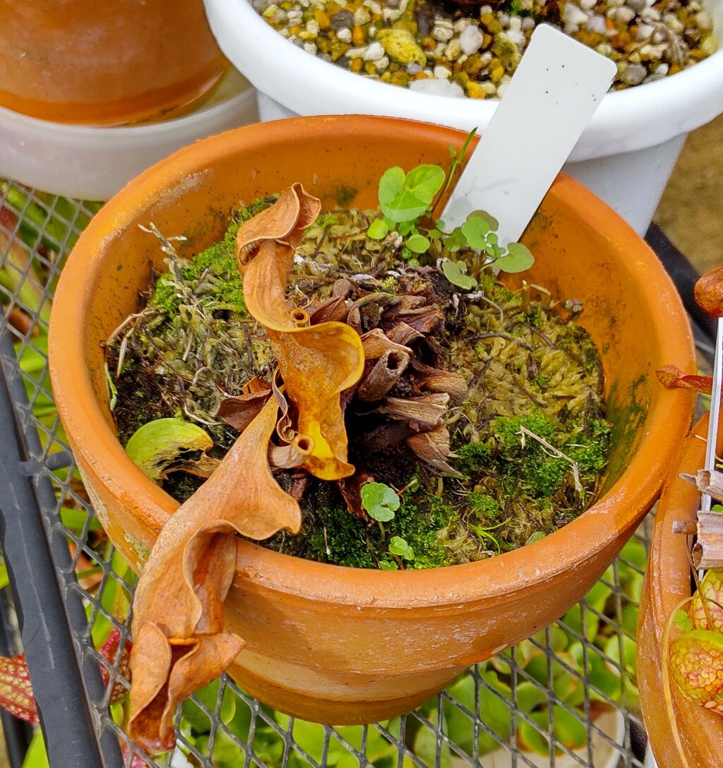 S. purpurea ssp.venosa(伊勢花菖蒲園 選別丸形株 No.16) MS -食虫