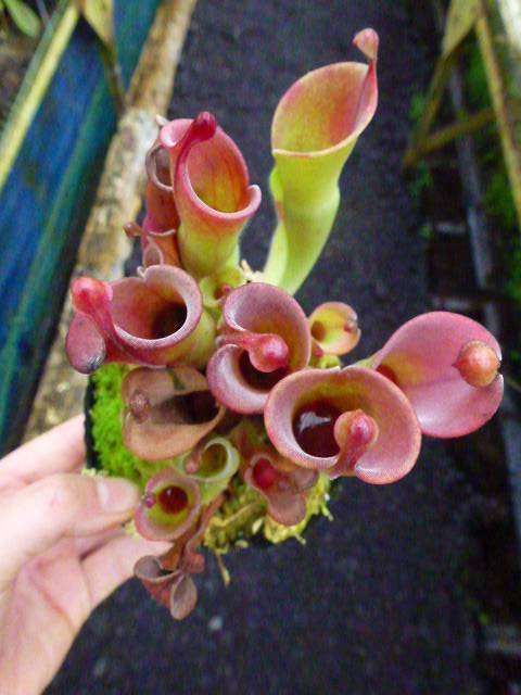 お久しぶり ヘリアンフォラ 海になれたら プランツ