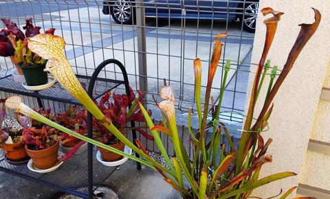 食虫植物 海になれたら プランツ