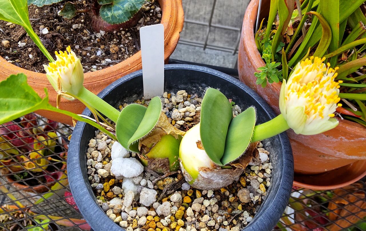 マユハケオモト Wで花咲かせとるよ 海になれたら プランツ マユハケオモト Wで花咲かせとるよ 海になれたら プランツ
