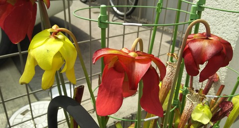 食虫植物 海になれたら プランツ