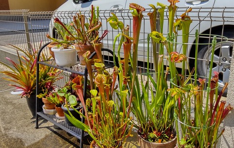 栽培環境 海になれたら プランツ