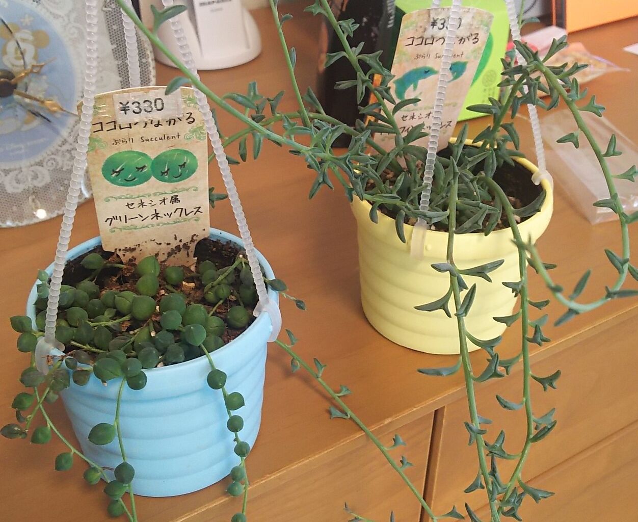 0117 ニューフェイス多肉植物 うちの子になったよ 海になれたら プランツ 0117 ニューフェイス多肉植物 うちの子になったよ 海になれたら プランツ