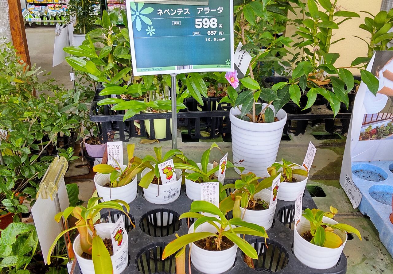 コーナンも食虫植物並び出したのー ゞ 海になれたら プランツ コーナンも食虫植物並び出したのー ゞ 海になれたら プランツ