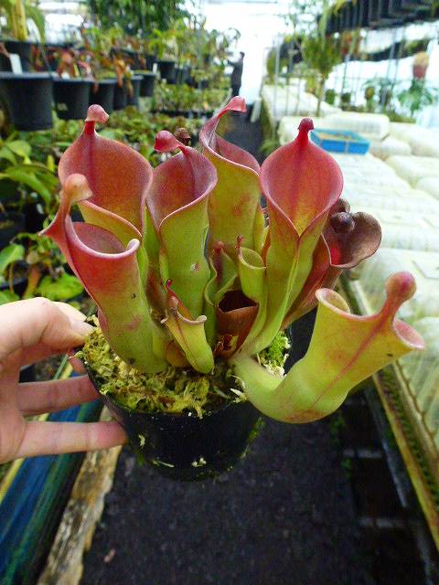 お久しぶり ヘリアンフォラ 海になれたら プランツ