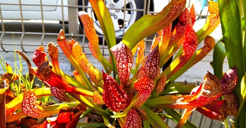 食虫植物 海になれたら プランツ