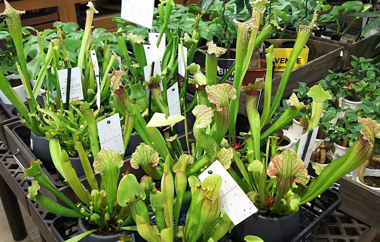 ガーデンセンターにサラセニア並びだす 海になれたら プランツ