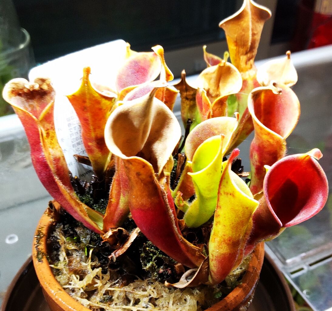 Heliamphora ヘリアンフォラ 交配種 ヘリアンフォラHeliamphora 交配種