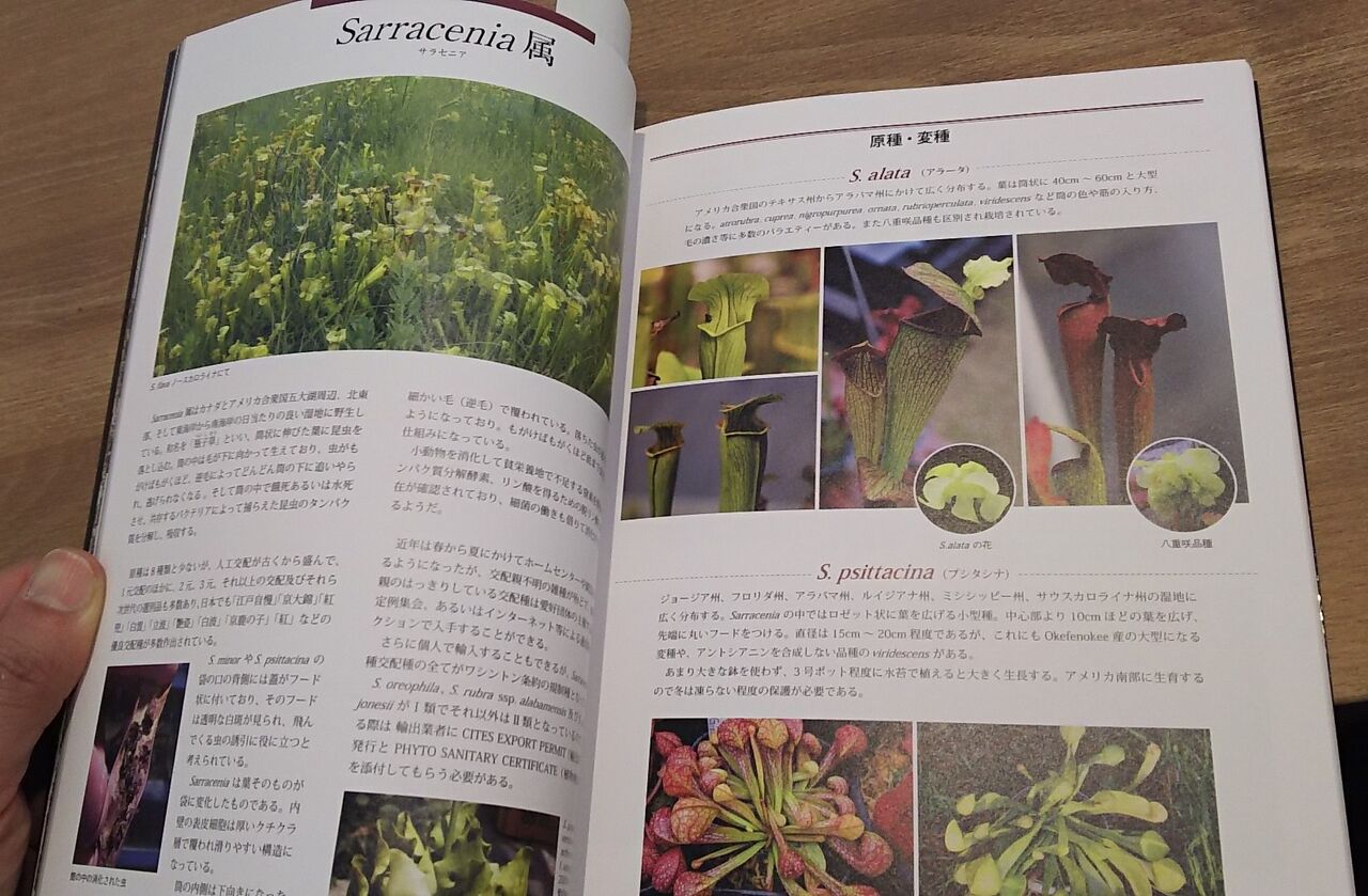 01 田辺さんの新しい本 世界の食虫植物図鑑ゲット 海になれたら プランツ 01 田辺さんの新しい本 世界の食虫植物図鑑ゲット 海になれたら プランツ