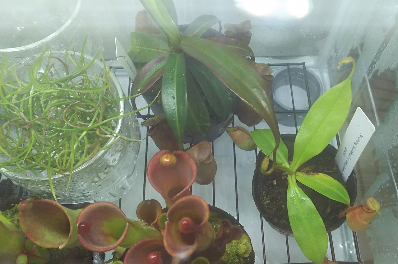 新しくウツボカズラの仲間を導入 海になれたら プランツ