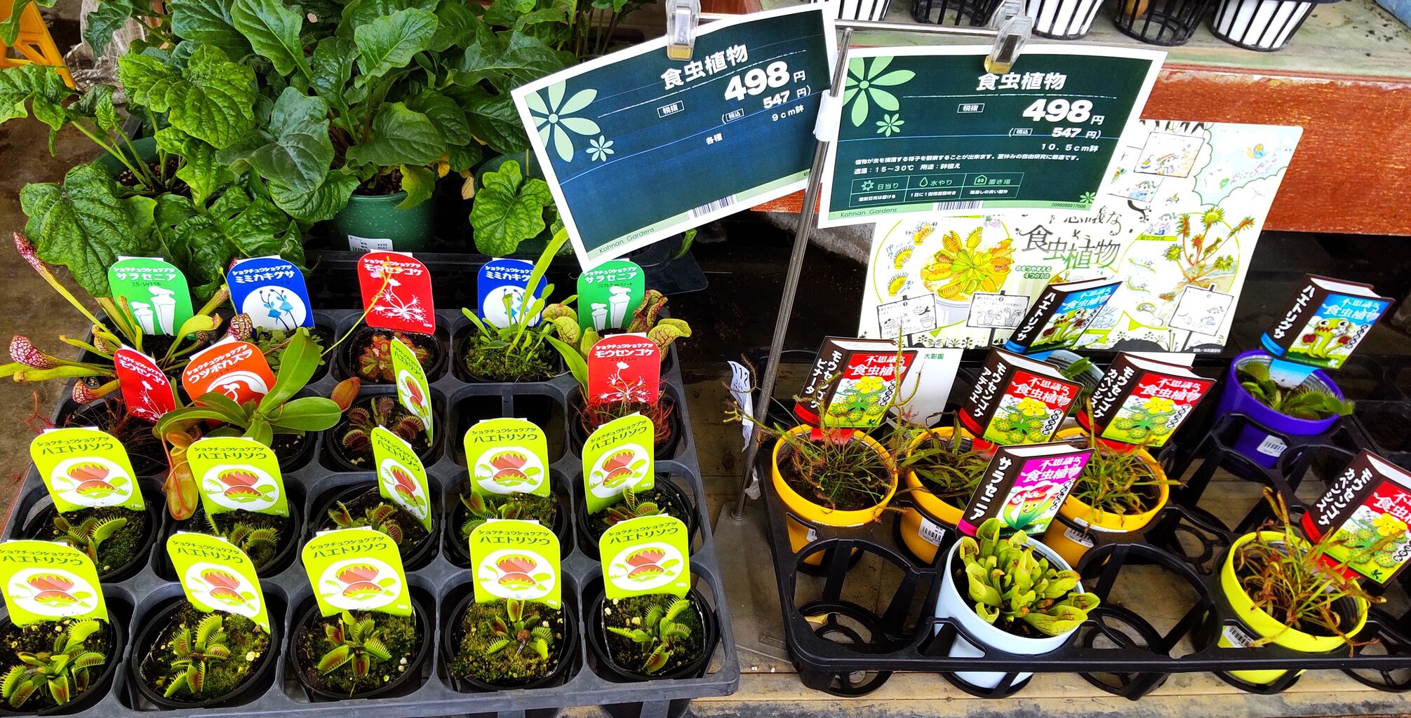 コーナンも食虫植物並び出したのー ゞ 海になれたら プランツ