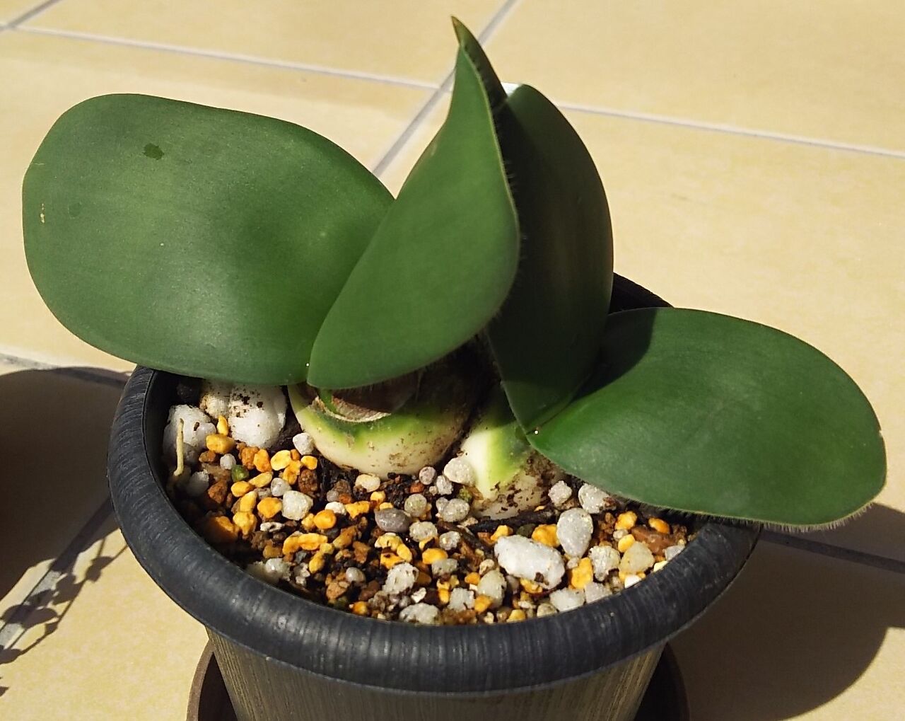 マユハケオモト用土変えて植え替えた 海になれたら プランツ