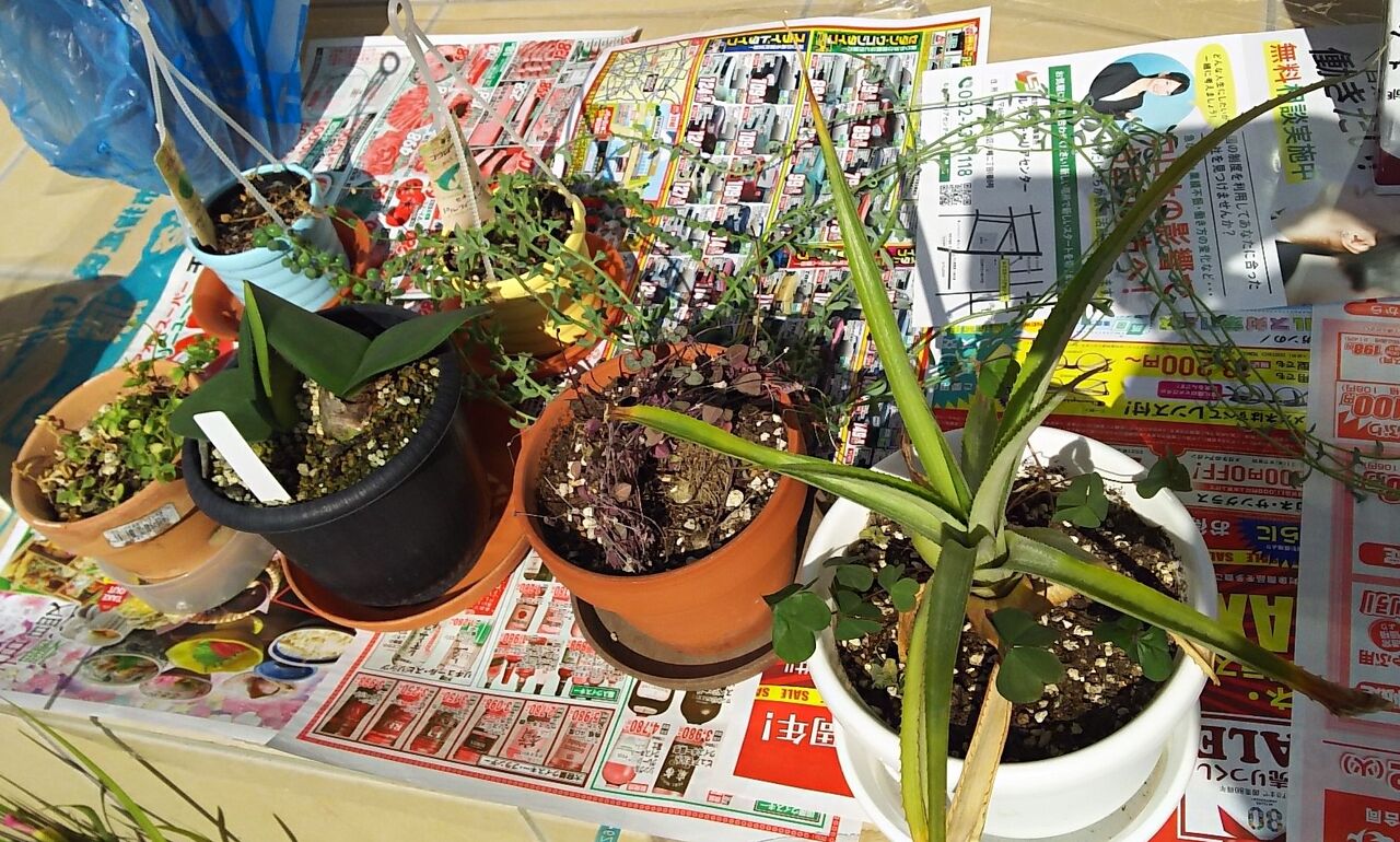 マユハケオモト用土変えて植え替えた 海になれたら プランツ マユハケオモト用土変えて植え替えた 海になれたら プランツ