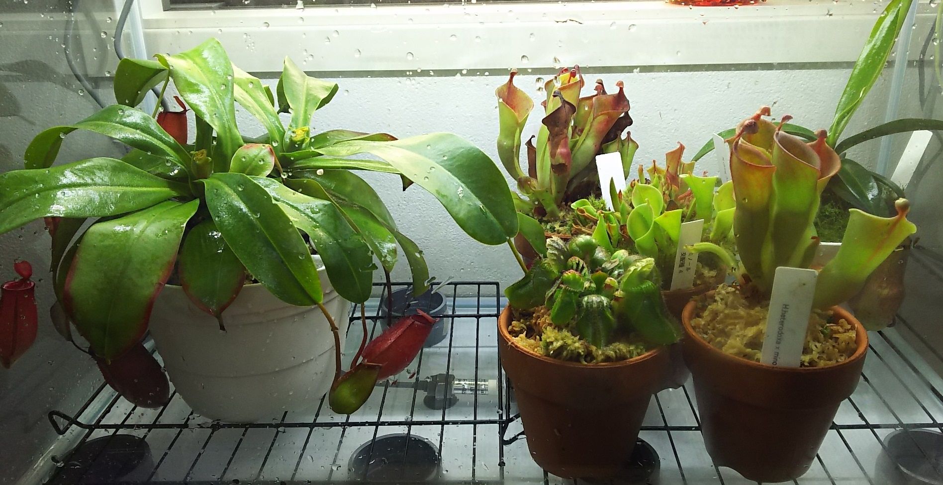食虫植物総植え替え 海になれたら プランツ 食虫植物総植え替え 海になれたら プランツ