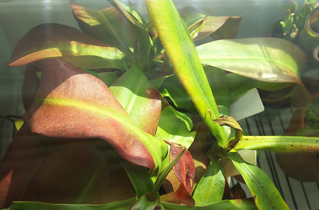 ウツボカズラ枯れこみよるが大丈夫なん 海になれたら プランツ