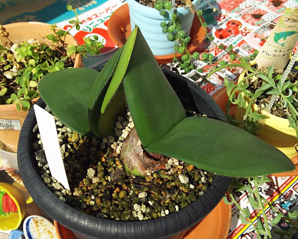 マユハケオモト用土変えて植え替えた 海になれたら プランツ