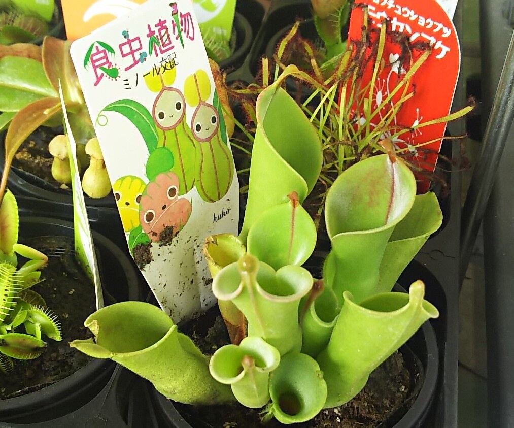 0627 今年もおったよ 交配種ヘリアンフォラ O 海になれたら プランツ