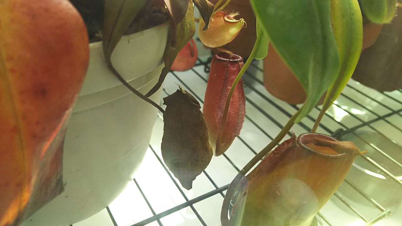 ウツボカズラ枯れこみよるが大丈夫なん 海になれたら プランツ