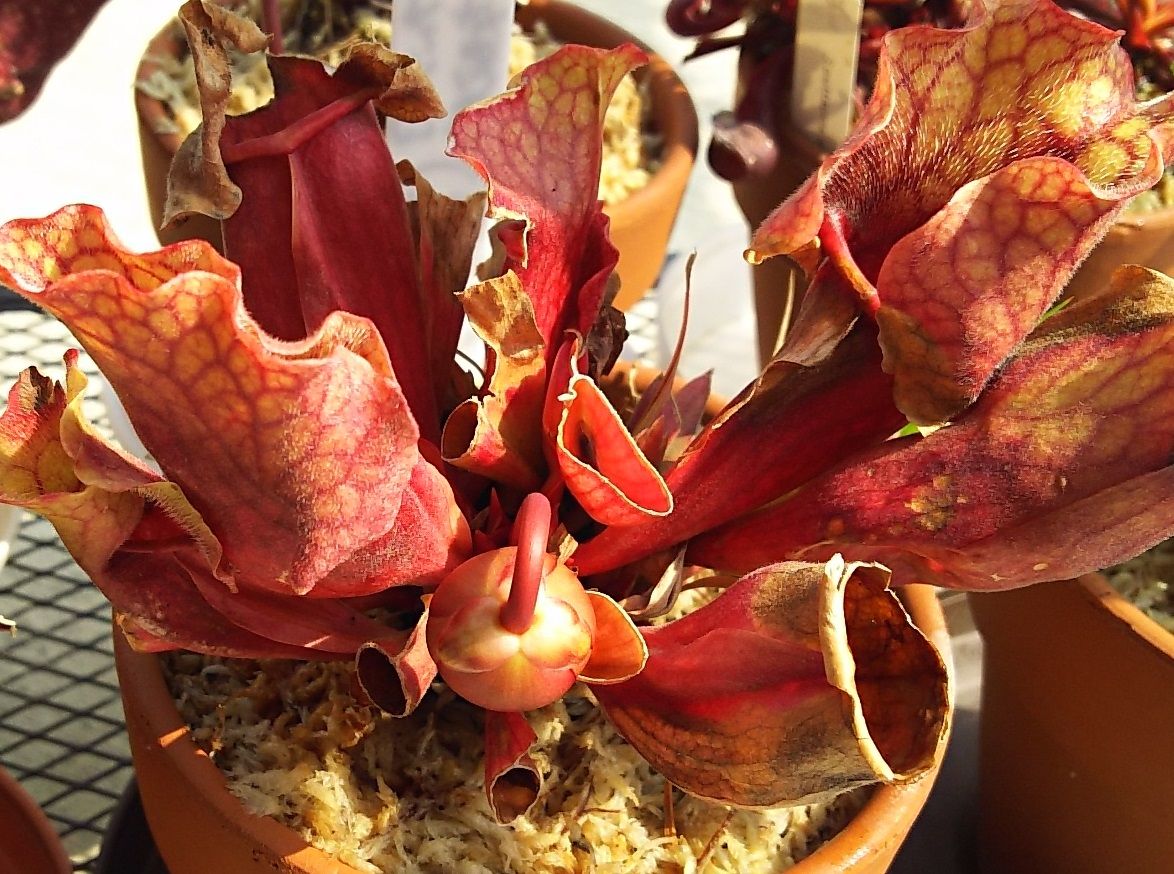 サラセニア花芽伸びよるよ 海になれたら プランツ