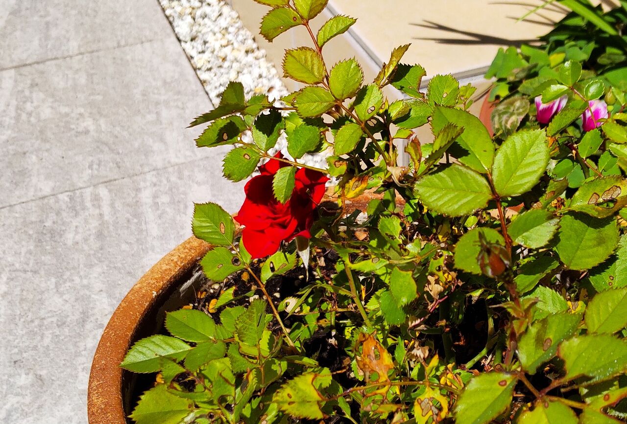 2507 犬走り周辺のミニバラに花咲いたよ O ごはん時々プランツ