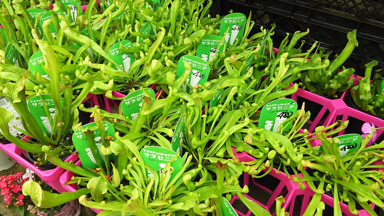 三貴 フラワー センター