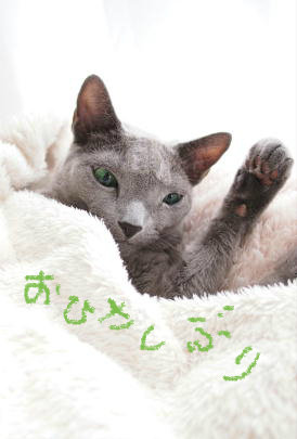 BlogPaint