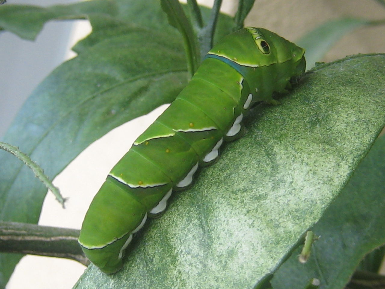 今年もハラペコアオムシ 明日はどんな日