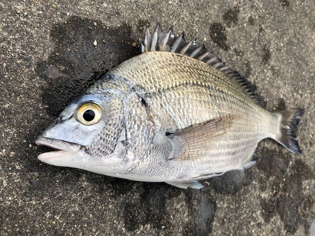 カイズさん こんにちは サフジセイ 日々是好日なり仙台東照宮 カイズさん こんにちは サフジセイ 日々是好日なり仙台東照宮