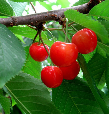 20200327Cherry