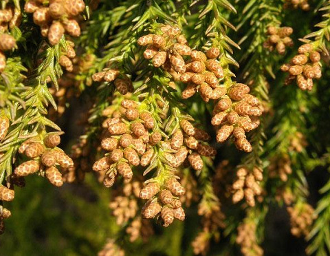 20230323Pollen