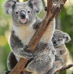 25215KoalaT0