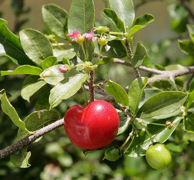 20170512Acerola0