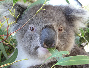 25257KoalaEu0