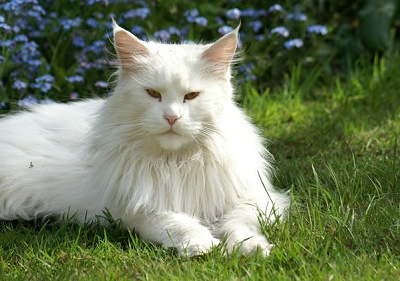 51290Cat