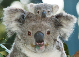 25763Koalat0