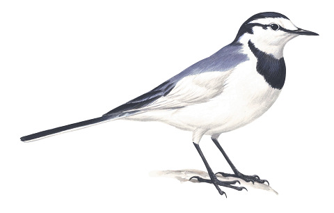 20230908WhiteWagtail