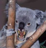 23595Makoala0