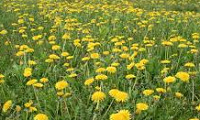 23514Flower0
