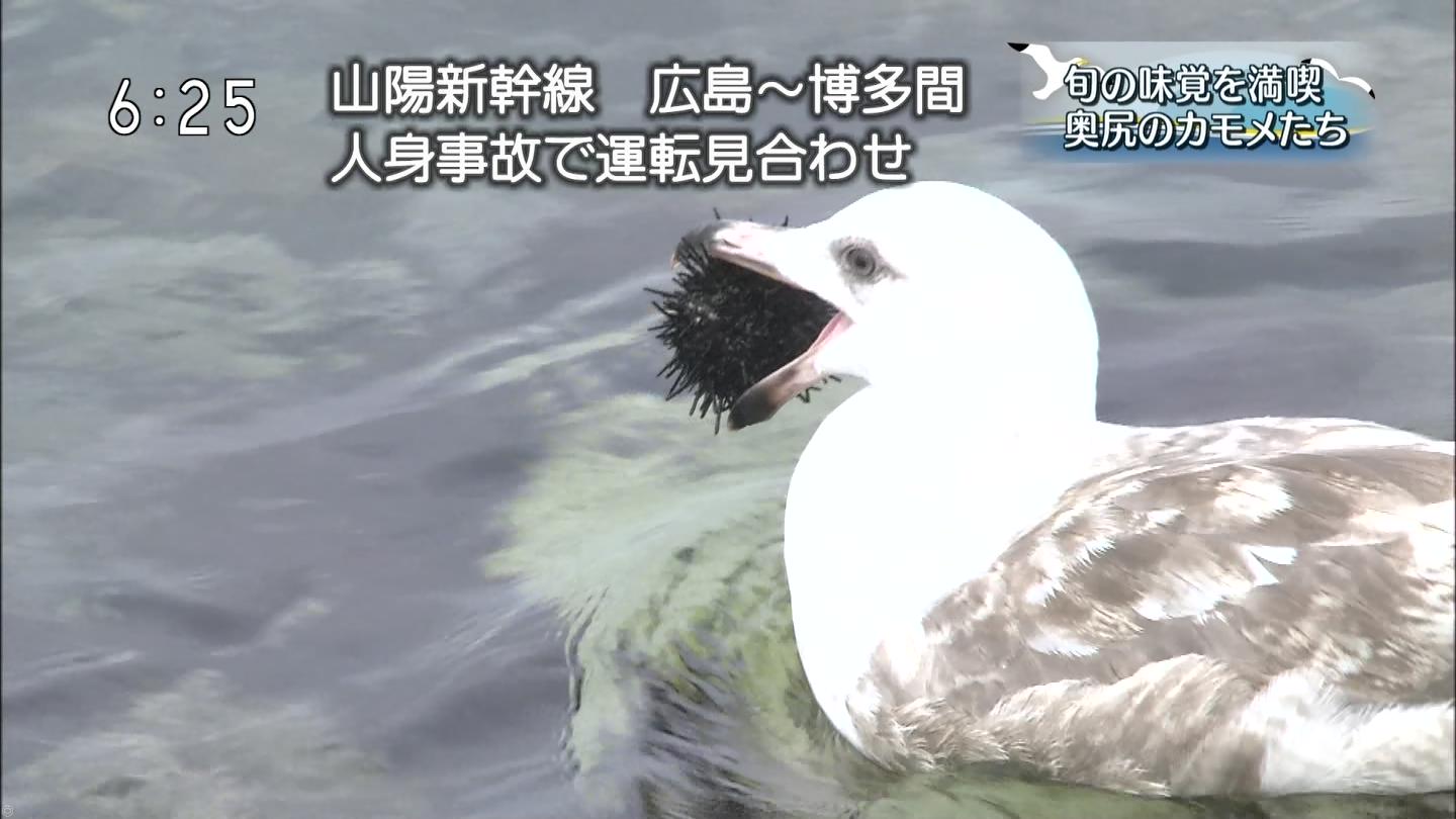 旧 速報 保管庫 Alt 動物 カモメがウニ食べてる 旧 速報 保管庫 Alt 動物 カモメがウニ食べてる