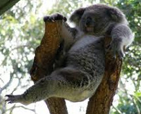 23634Makoala0