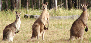 24276Kangaroo0