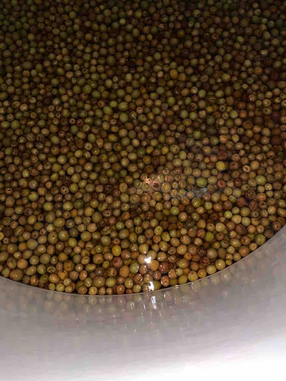 梅酒の梅 相模灘の蔵人日記