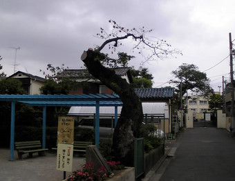 20100613mitake_sakura