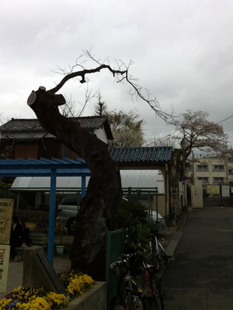 20110409sagishow_sakura00